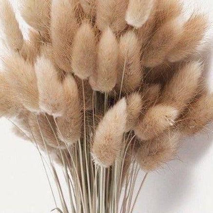 Brown Bunny Tail dried flower bunch for vase decor, bouquet arrangements and aesthetic home styling by ArteCasa.