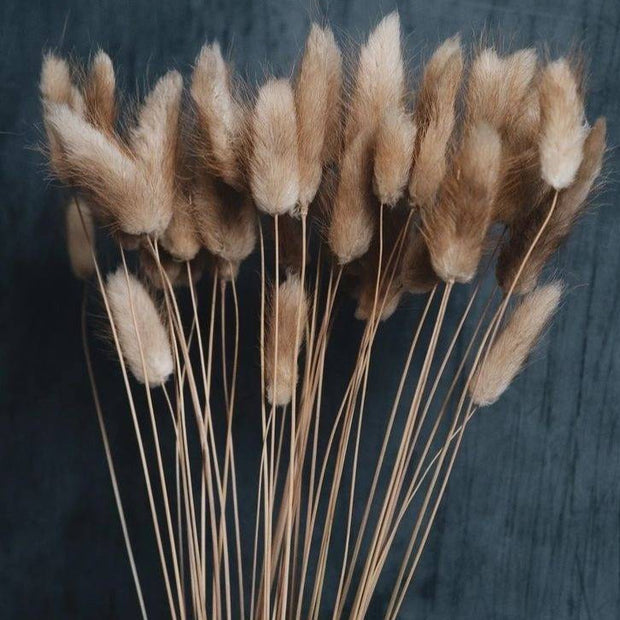 Brown Bunny Tail dried flower bunch for vase decor, bouquet arrangements and aesthetic home styling by ArteCasa
