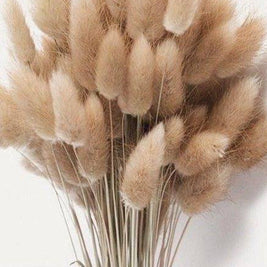 Brown Bunny Tail dried flower bunch for vase decor, bouquet arrangements and aesthetic home styling by ArteCasa