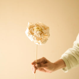 Cabbage Flower Dried Floral Arrangement for Interior Decor