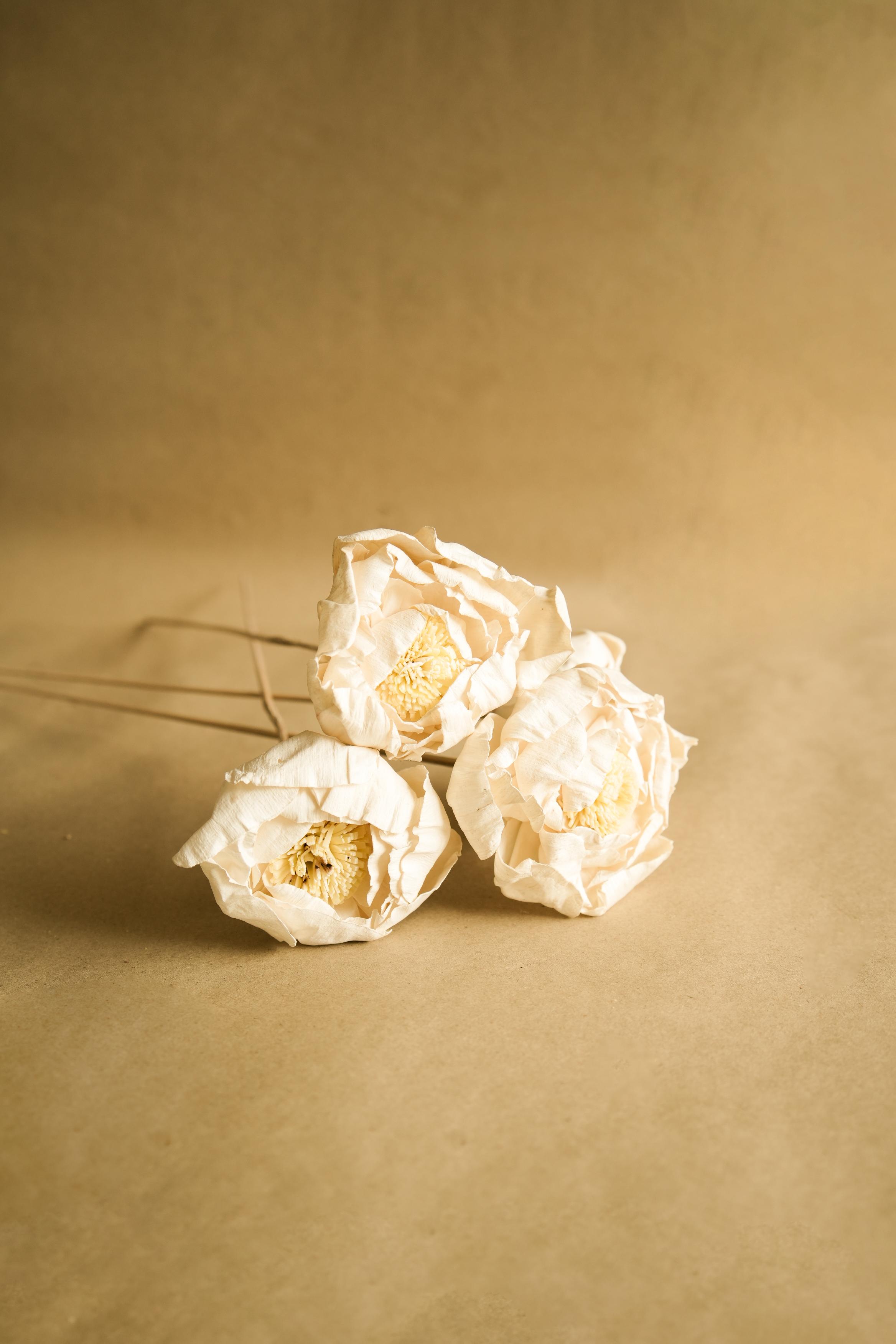 Cabbage Flower Natural Dried Floral Decor for Home Styling