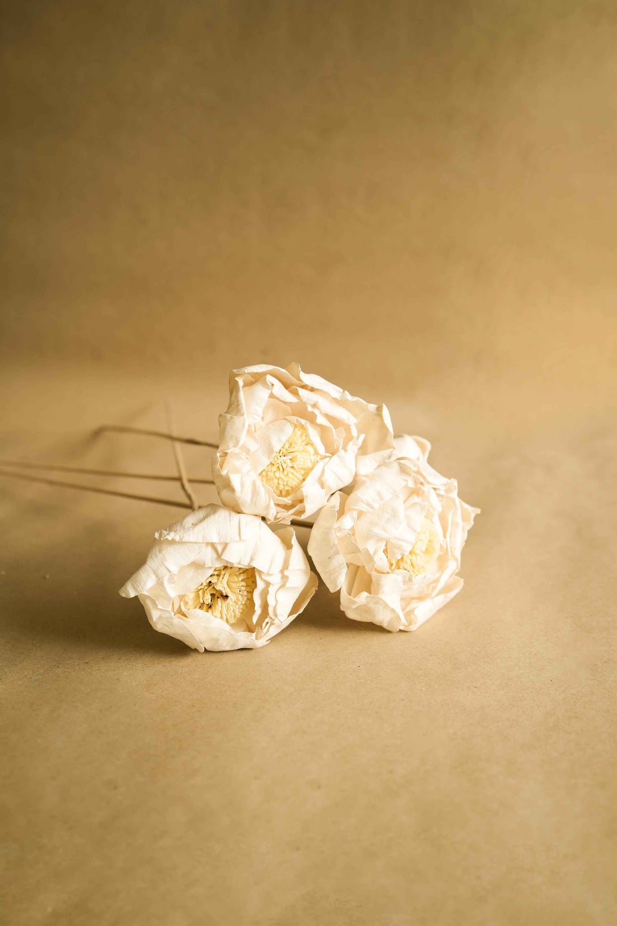 Cabbage Flower dried stems