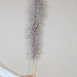 Imported Charcoal Pampas Grass for Interior and Entryway Decor