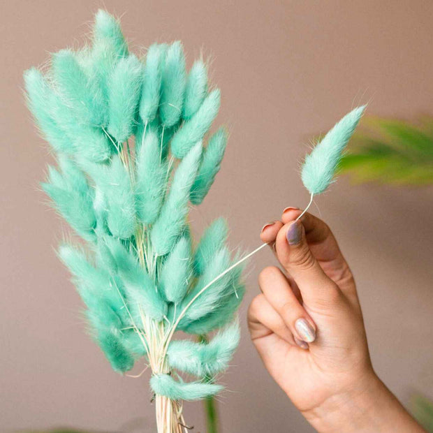 Dark Mint Green Bunny Tails – Premium Dried Flower Bunch