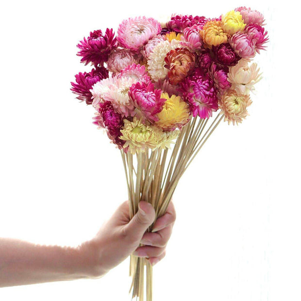 Dried Straw Flowers bunch for vase decor, bouquets and aesthetic home styling by ArteCasa