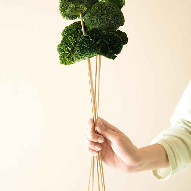 Green Sponge Mushroom | Dried Flower Décor