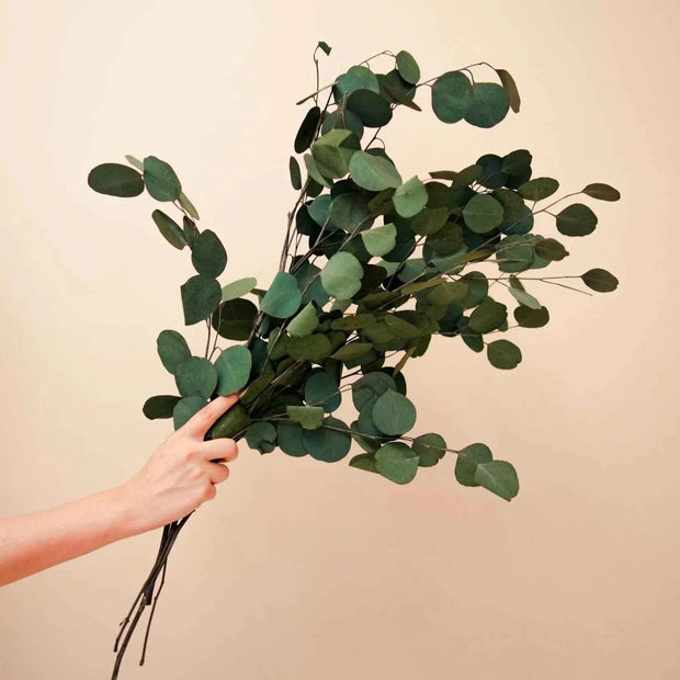 Natural Million Dollar Eucalyptus Stems – Decorative Floral Arrangement