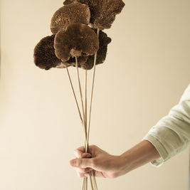 Close-up of Natural Sponge Mushroom Dried Flower