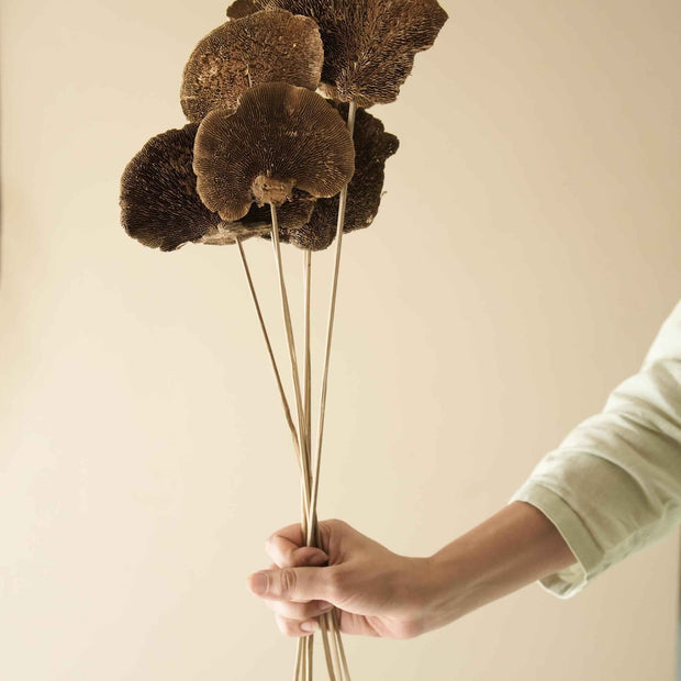 Natural Sponge Mushroom Dried Flower | Natural Home Décor