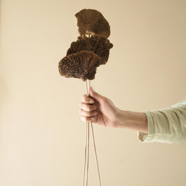 Natural Sponge Mushroom Dried Flower in Decorative Vase