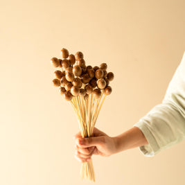 Oak Tree Seeds Dried Flowers Arrangement