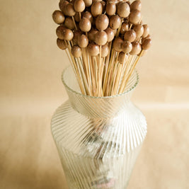 Close-up of Natural Oak Tree Seeds Dried Decorative Stems