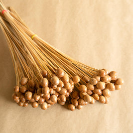 Natural Oak Tree Seeds Dried Flowers for Home Decor Styling