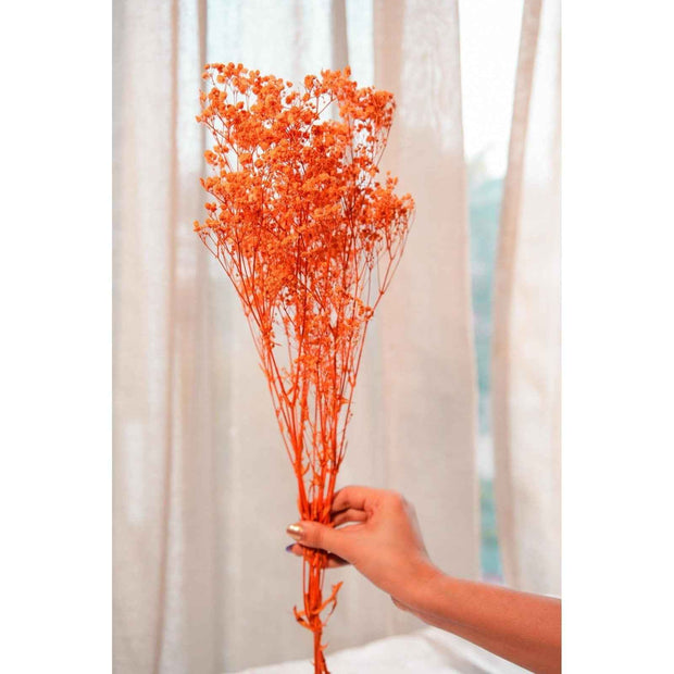 Orange baby breaths | dried flowers