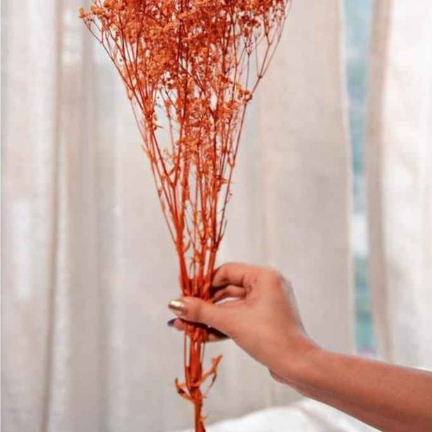 Orange baby breaths | dried flowers