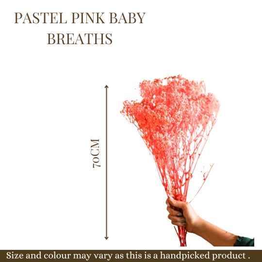 Pastel Pink baby breaths Dried Flowers