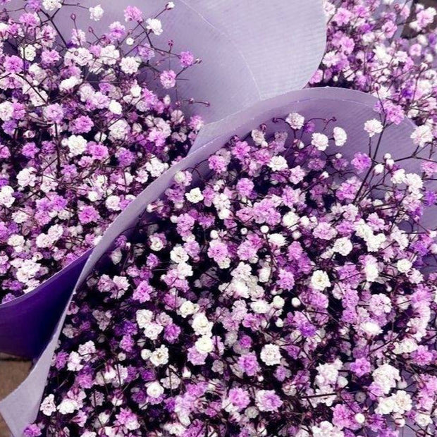 Close up of purple Baby Breath dried flowers for bouquet and floral arrangements