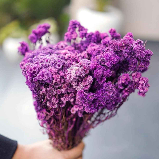 Purple Daisies Dried Flowers for Vase | Natural Dried Floral Decor