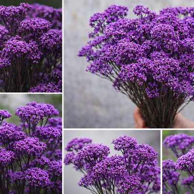 Purple Dried Rice Flower – Natural Forever Floral Décor | ArteCasa - https://artecasa.in/