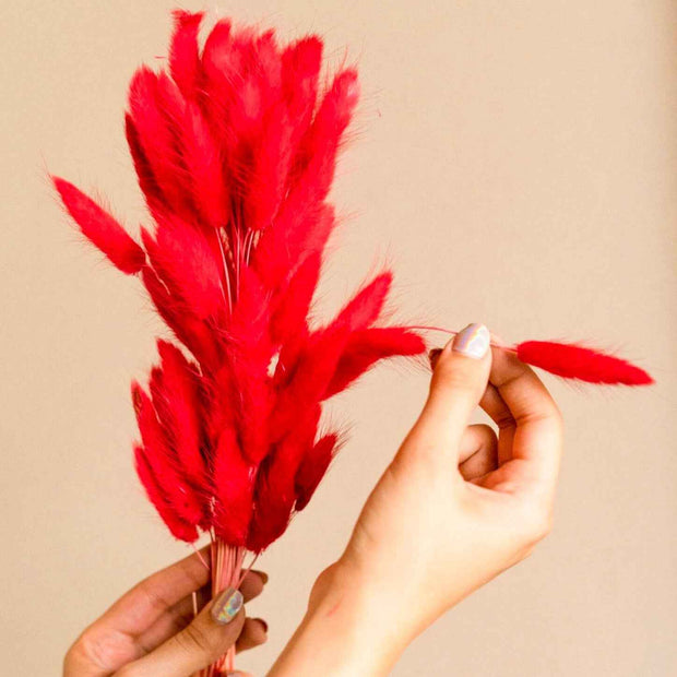 Red Bunny Tails Dried Flowers – Natural Decorative Floral Stems for Home Décor & Vase Styling (Pack of 50–60 Stems)