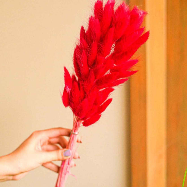Red Bunny Tails Dried Flowers – Natural Decorative Floral Stems for Home Décor & Vase Styling (Pack of 50–60 Stems)