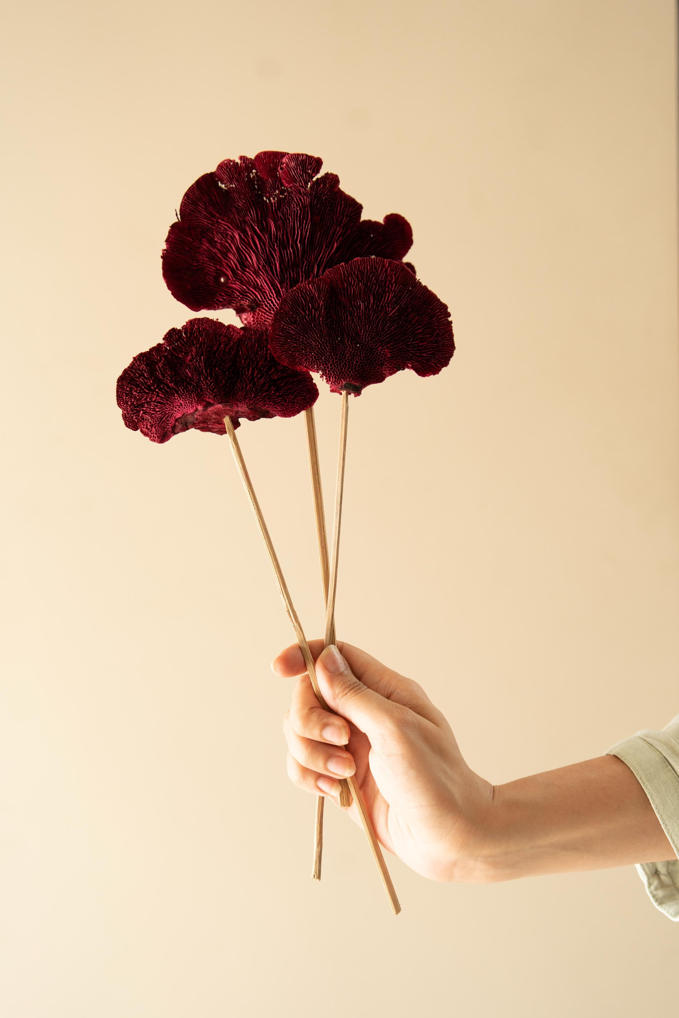 Red Sponge Mushroom dried flower bunch for aesthetic decor and gifting