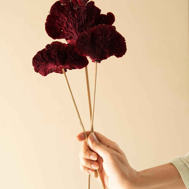 Red Sponge Mushroom Dried Flowers | Natural Long-Lasting Home Décor