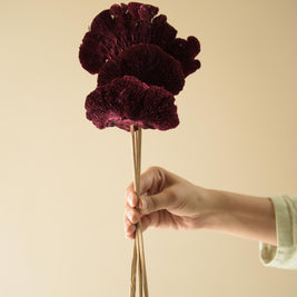 Red Sponge Mushroom dried flowers for modern home decor and shelf styling