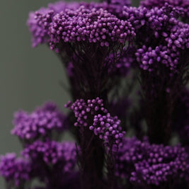 Purple Dried Rice Flower – Natural Forever Floral Décor | ArteCasa - https://artecasa.in/