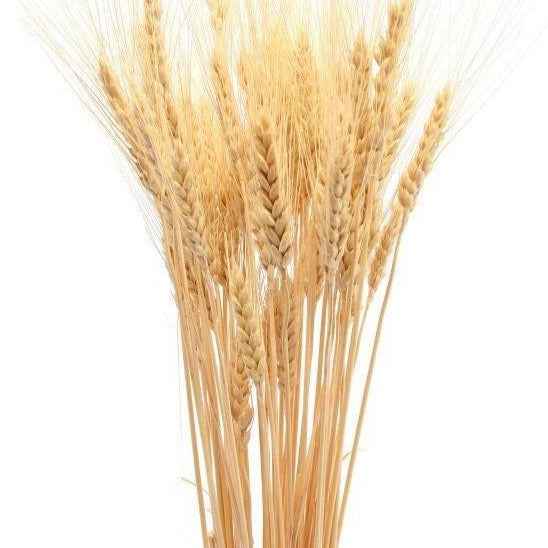 Natural Wheat Grass Dried Flowers Set of 30 | Vase Filler Home Decor