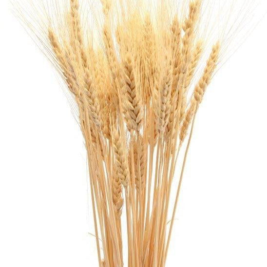 Close up of Wheat Grass dried flowers for bouquet arrangements and vase fillers