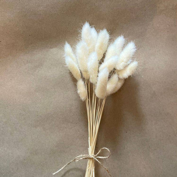 White Bunny Tail dried flowers bunch for vase decor and aesthetic home styling by ArteCasa