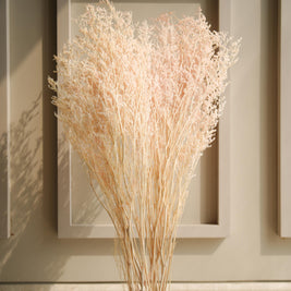 Close-up of White Peach Dual Colour Limonium Dried Flowers