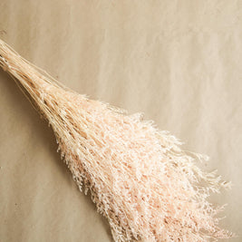 Dual Colour Limonium White Peach Dried Floral Decor for Home Styling