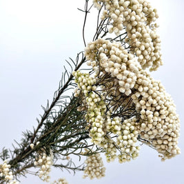 White Rice Flower Dried Flowers Bunch for Vase Decor
