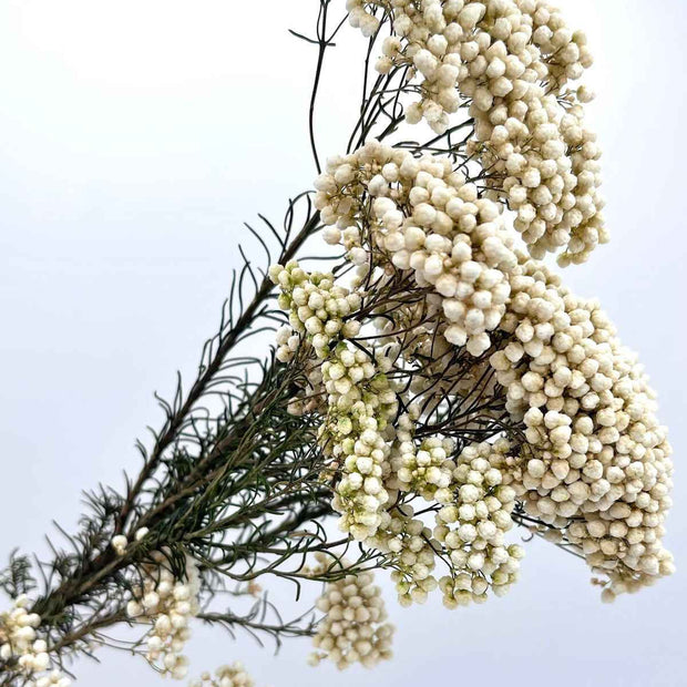 White Rice Flower Dried Flowers | Natural Dried Floral Bunch for Vase Decor