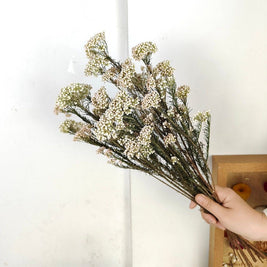 White Rice Flower Natural Dried Floral Decor for Home Styling