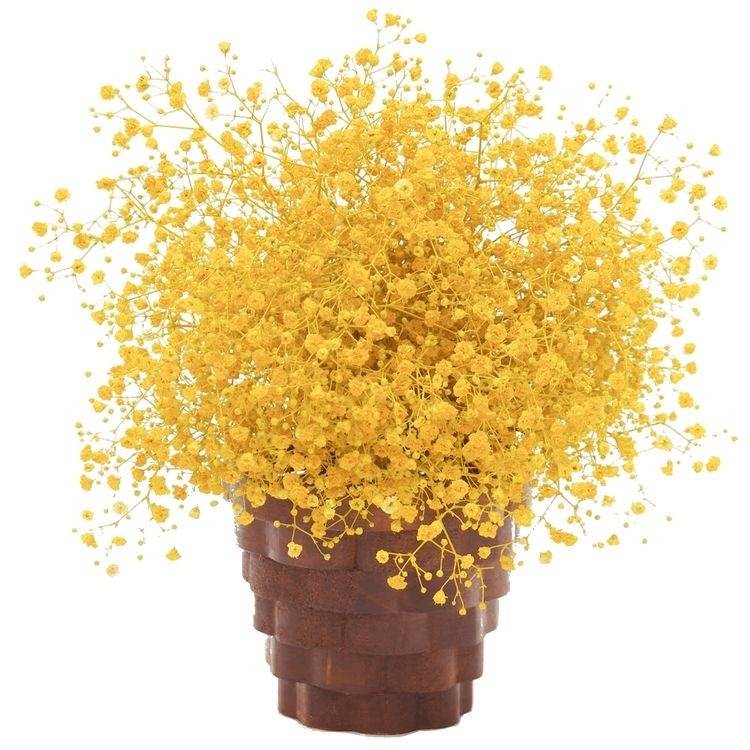 Yellow Baby Breath dried flowers bunch for vase decor and bouquet styling by ArteCasa