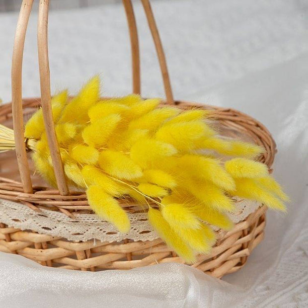 Close-up of Natural Yellow Bunny Tails Dried Flowers