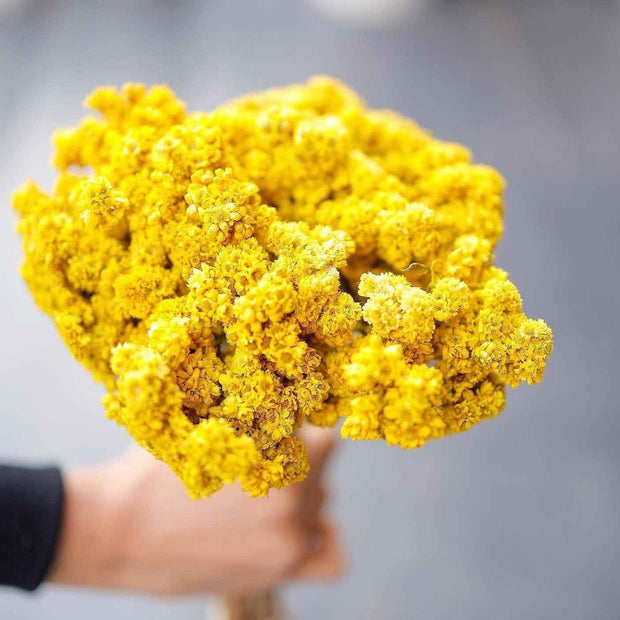 Yellow Daisies Dried Set of 30 Stems | Natural Dried Flowers for Vase Decor | Arte Casa
